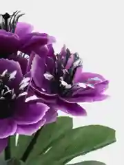 Фиолетовый ветреница, букеты на пасху