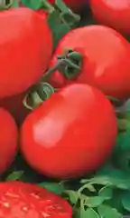 Красный семена Томат "Санька" ультраскороспелый, для открытого грунта, низкорослый, без пасынкования