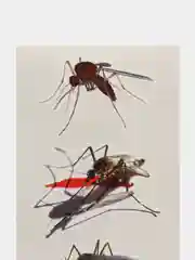 Багровый временные татуировки