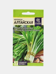 Лук Черемша алтайская (семена)