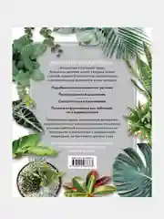 Зеленый оазис. Комнатные растения от А до Я, Ирина Березкина