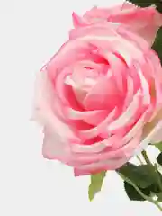 Конфетный букет из искусственных роз, 7 бутонов, длина 50 см