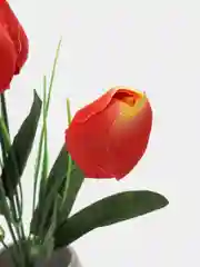 Коралловый тюльпаны
