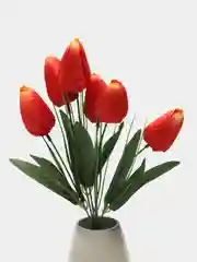 Коралловый тюльпаны