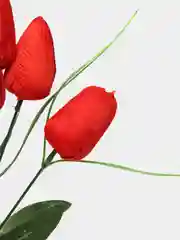 Коралловый тюльпаны