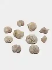 Ракушки морские натуральные, рапаны, 10 штук