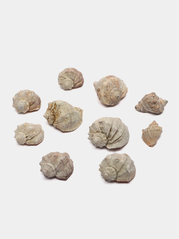 Ракушки морские натуральные, рапаны, 10 штук