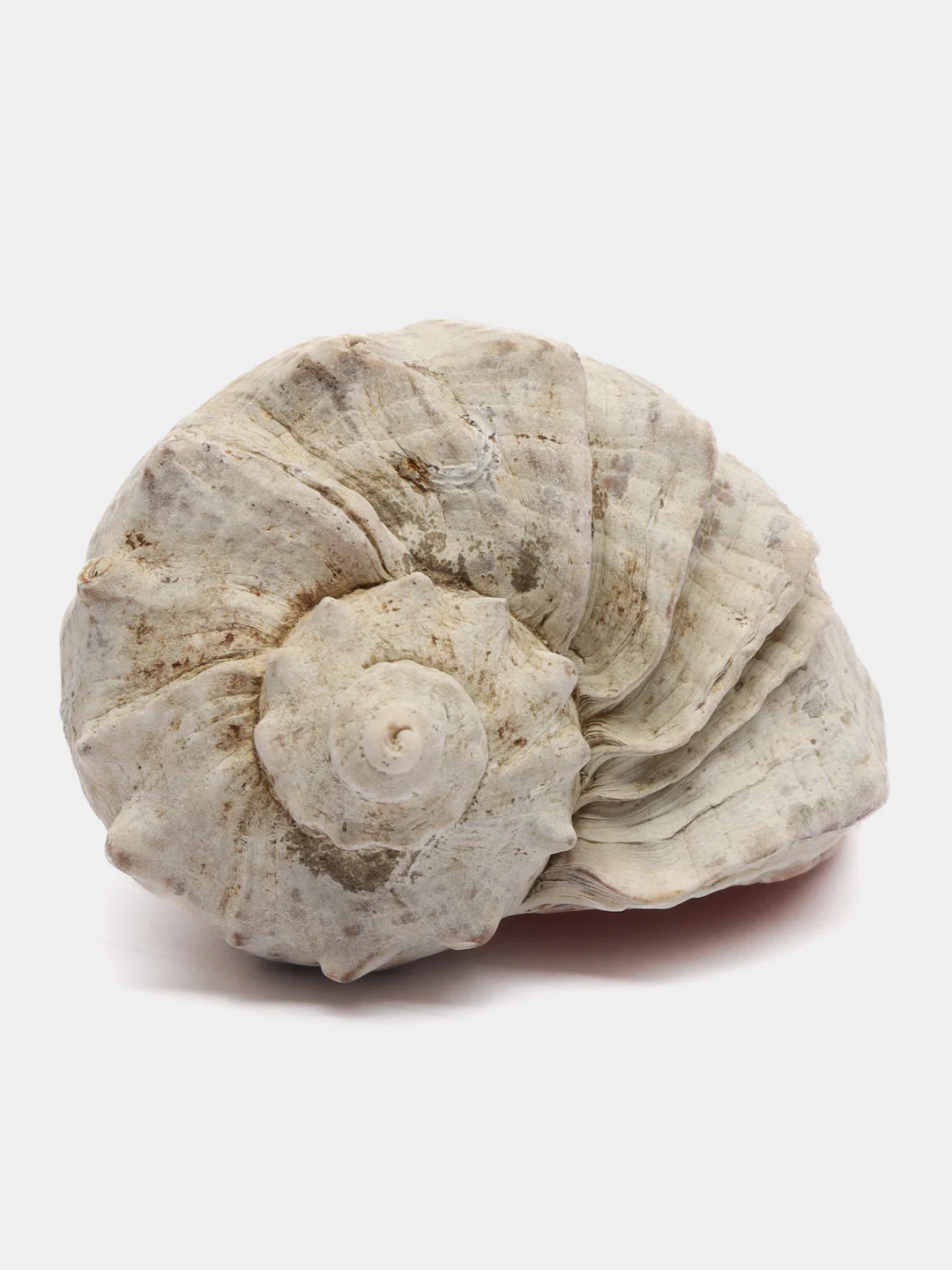 Ракушки морские натуральные, рапаны, 10 штук