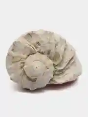 Ракушки морские натуральные, рапаны, 10 штук