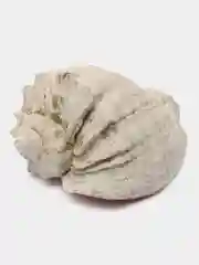 Ракушки морские натуральные, рапаны, 10 штук