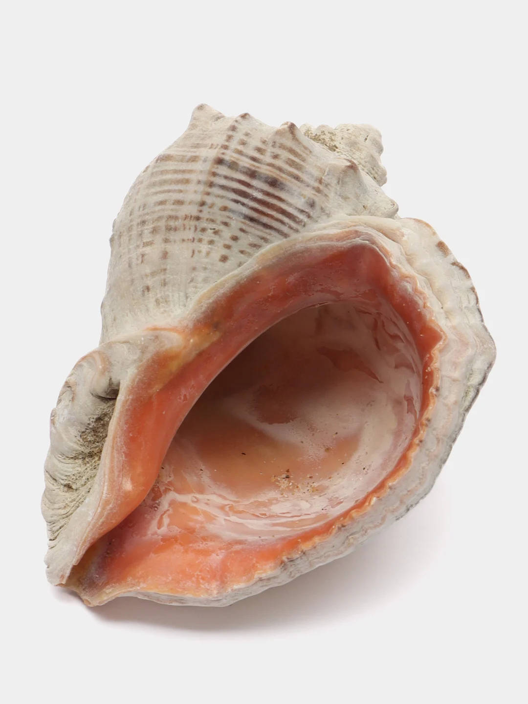 Ракушки морские натуральные, рапаны, 10 штук