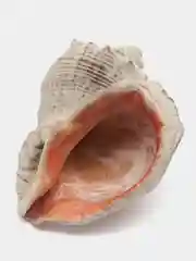 Ракушки морские натуральные, рапаны, 10 штук