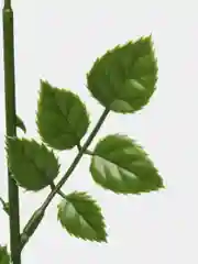 Стебель с листьями для искусственных и мыльных роз