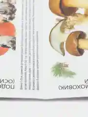 Самые распространенные и вкусные грибы России: как правильно отличить, собрать