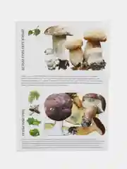 Самые распространенные и вкусные грибы России: как правильно отличить, собрать