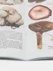 Самые распространенные съедобные грибы.Справочник-определитель начинающего грибника