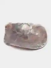 Морские натуральные ракушки на вес 3 шт, раковина морская, ракушка для свечей, аквариума