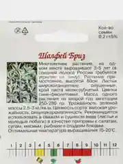 Зеленый семена Шалфей Бриз двулетник. Профессиональные семена для любителей
