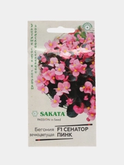 Бегония Сенатор Пинк