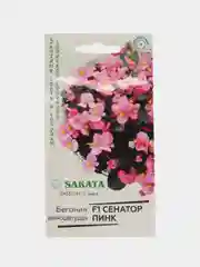 Бегония Сенатор Пинк