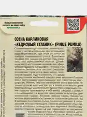 Семена Сосна карликовая "Кедровый стланик"