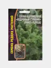 Семена Сосна карликовая "Кедровый стланик"