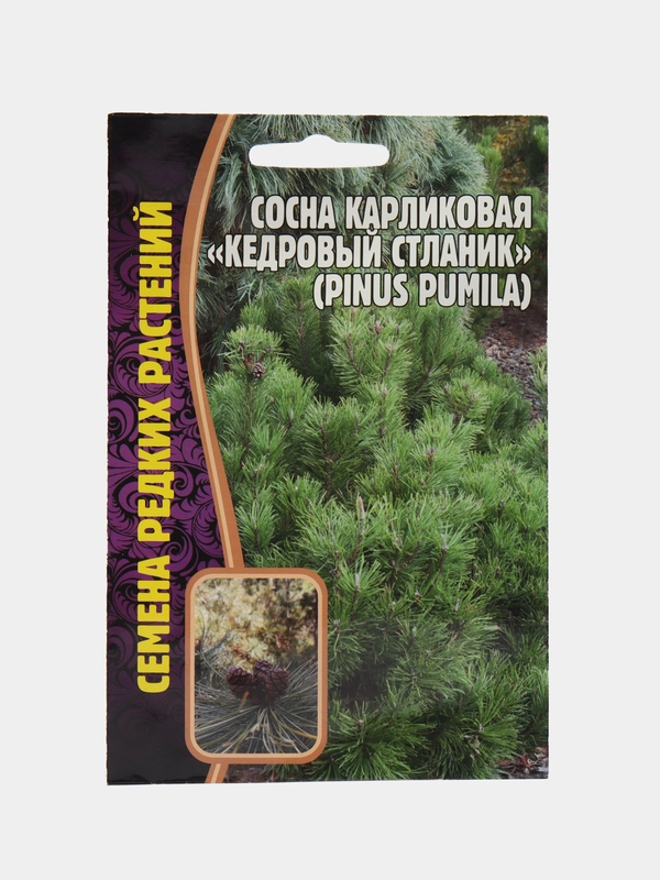 Семена Сосна карликовая "Кедровый стланик"