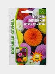 Семена Георгина Помпонная Смесь Окрасок