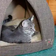 Уютный мягкий домик лежанка для кошек и собак с мягкой подстилкой, кошачий, подстилка