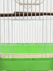 Зеленый клетка для птиц, 30*23*39см