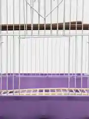 Фиолетовый клетка для птиц, 35*28*43 см, клетка для мелких и средних птиц
