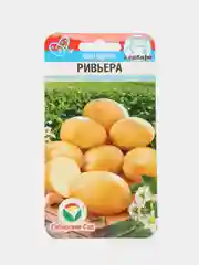 Картофель Ривьера (семена)