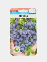 Голубика Аврора (семена)