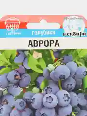 Голубика Аврора (семена)