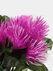Сиреневый ежики искусственные пышные