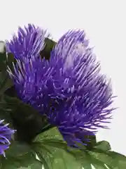 Фиолетовый ежики искусственные пышные