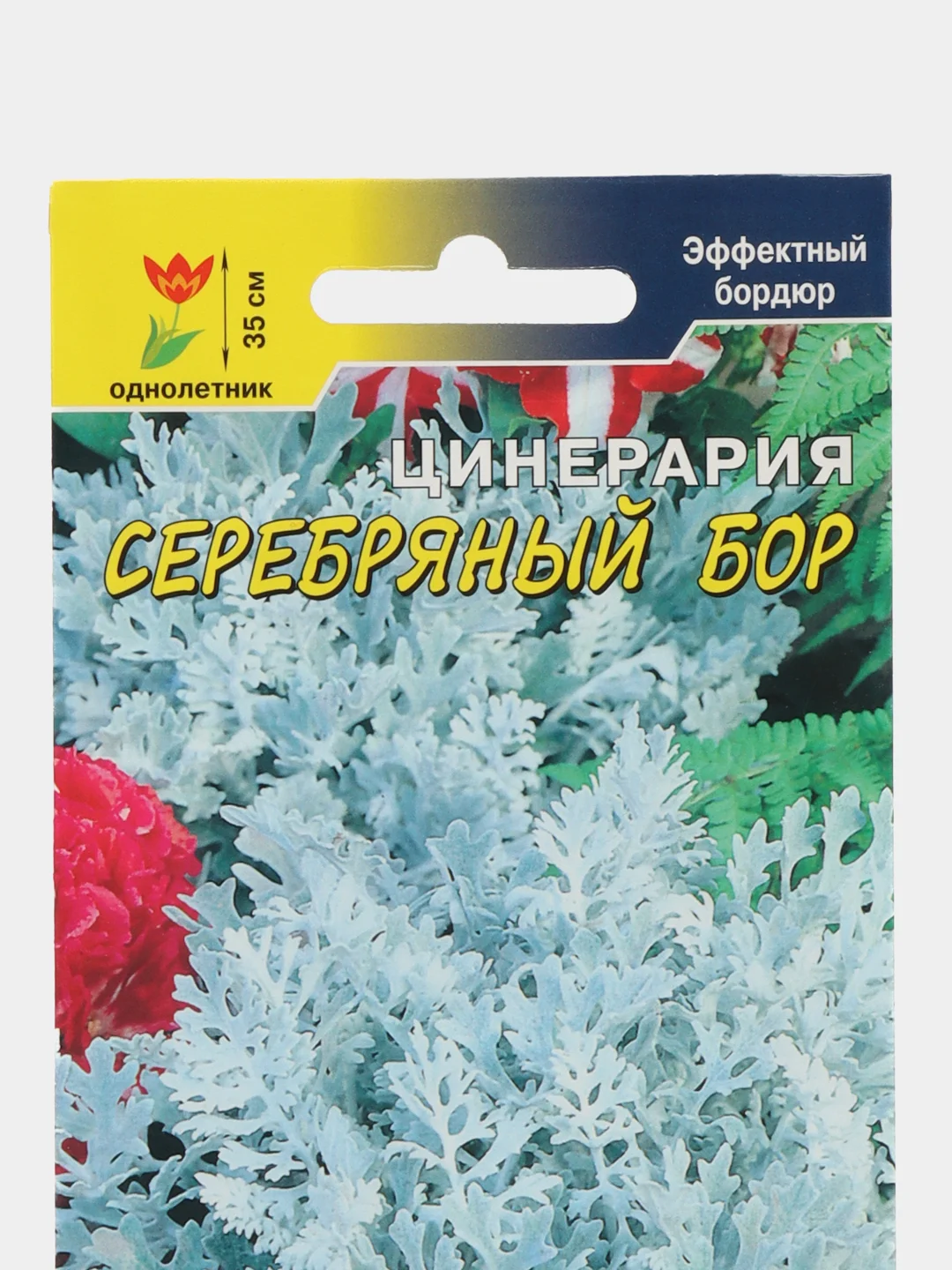 Цинерария Серебряный Бор (семена,цветы)