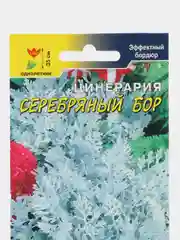 Цинерария Серебряный Бор (семена,цветы)