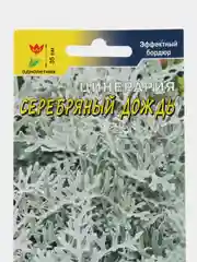 Цинерария Серебряный Дождь (семена,цветы)