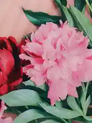 Алый пакеты подарочные большие 38*45, плотные