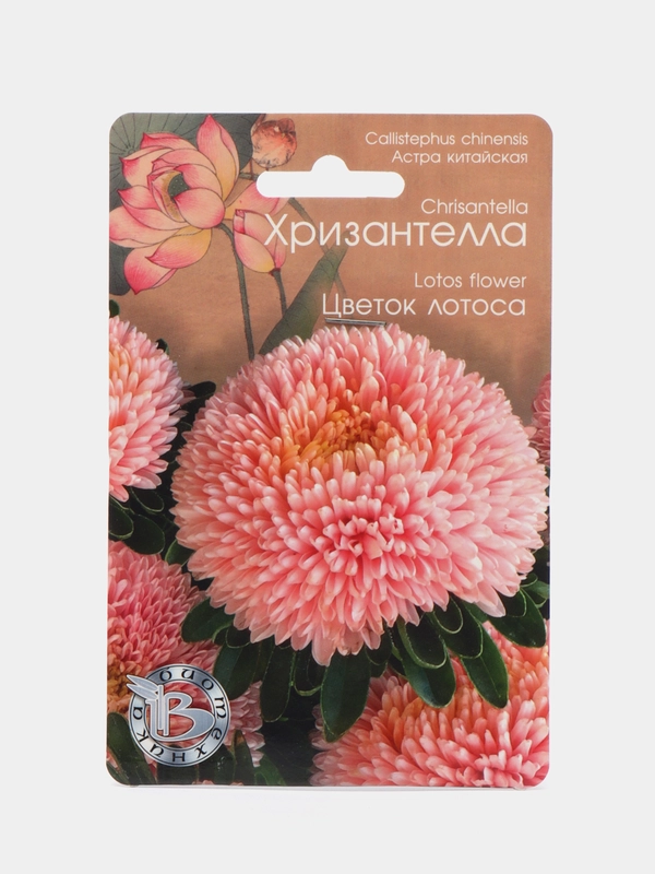 Астра китайская Хризантелла Цветок Лотоса Биотехника