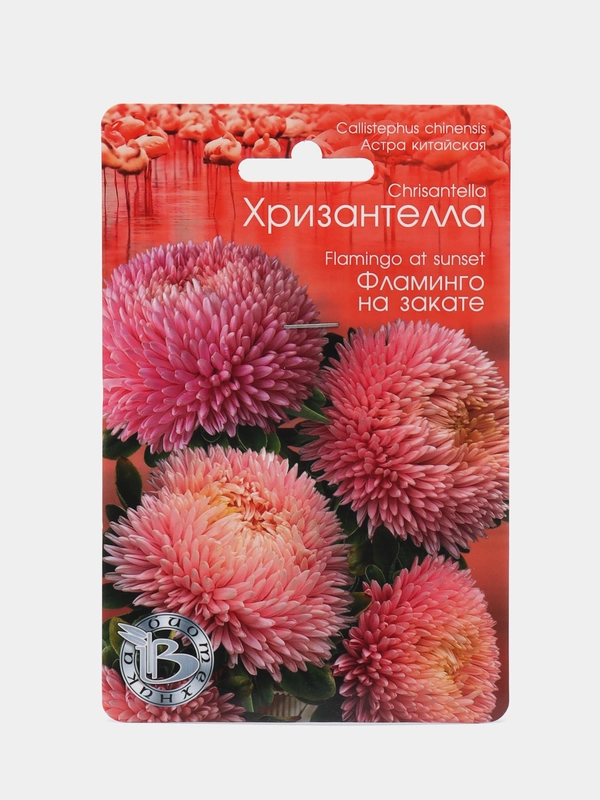 Астра Хризантелла Фламинго на закате Биотехника
