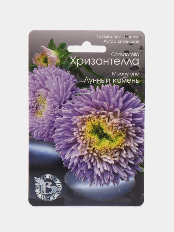 Астра китайская Хризантелла Лунный камень Биотехника