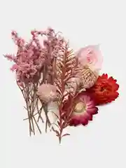 Фуксия сухоцветы в контейнере