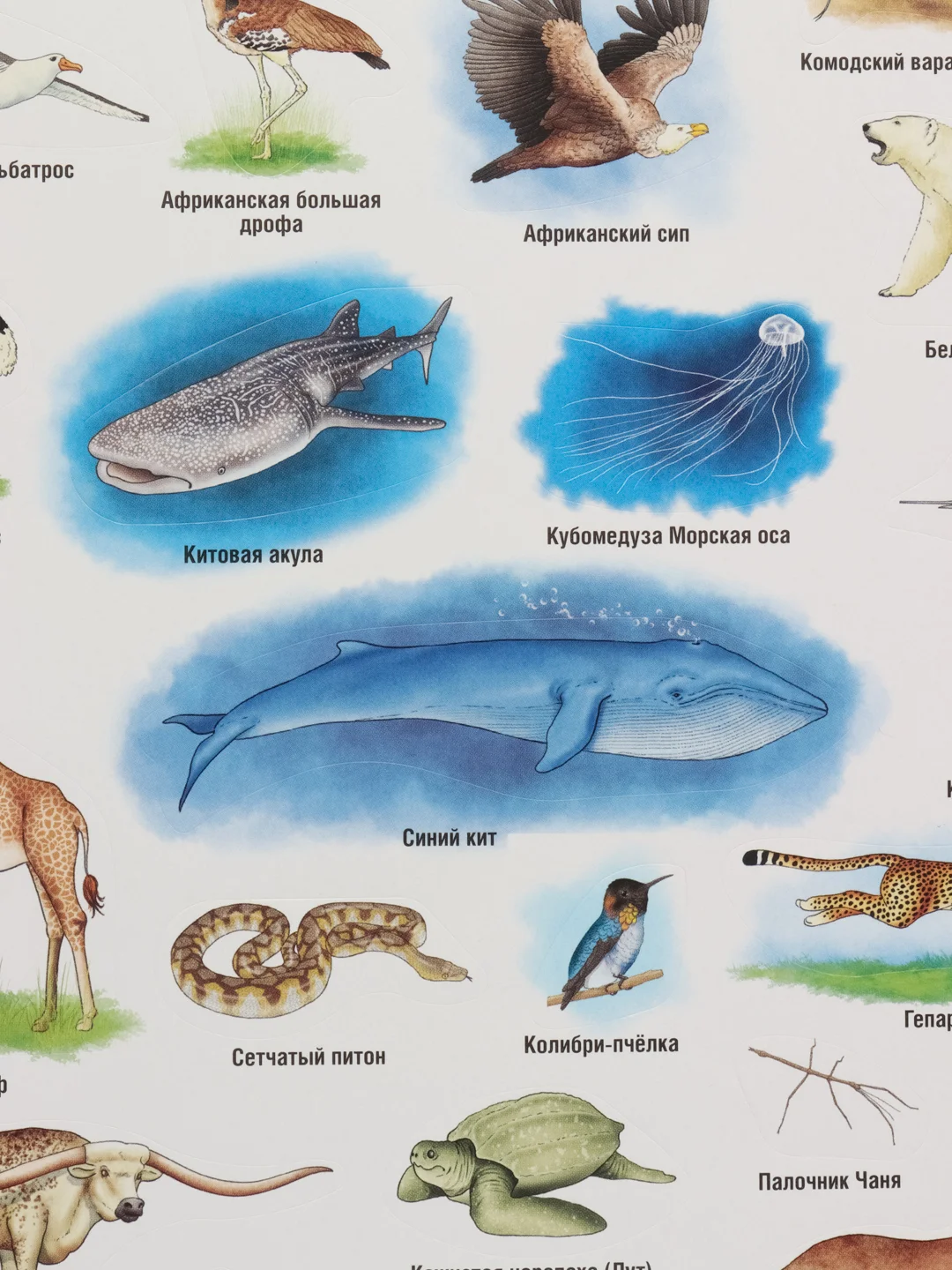 Серый наклейки тематические. Набор наклеек. Стикеры. Многоразовые. Раскраска. Для детей с 3 лет