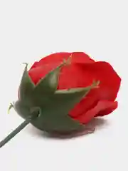 Багровый букет из мыльных роз/букет роз
