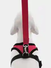 Коралловый шлейка с поводком для собак и кошек, светоотражающая