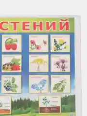 Лайм плакат Мир растений. Растения деревья, кустарники, травы, ягоды. Грибы. Овощи. Фрукты