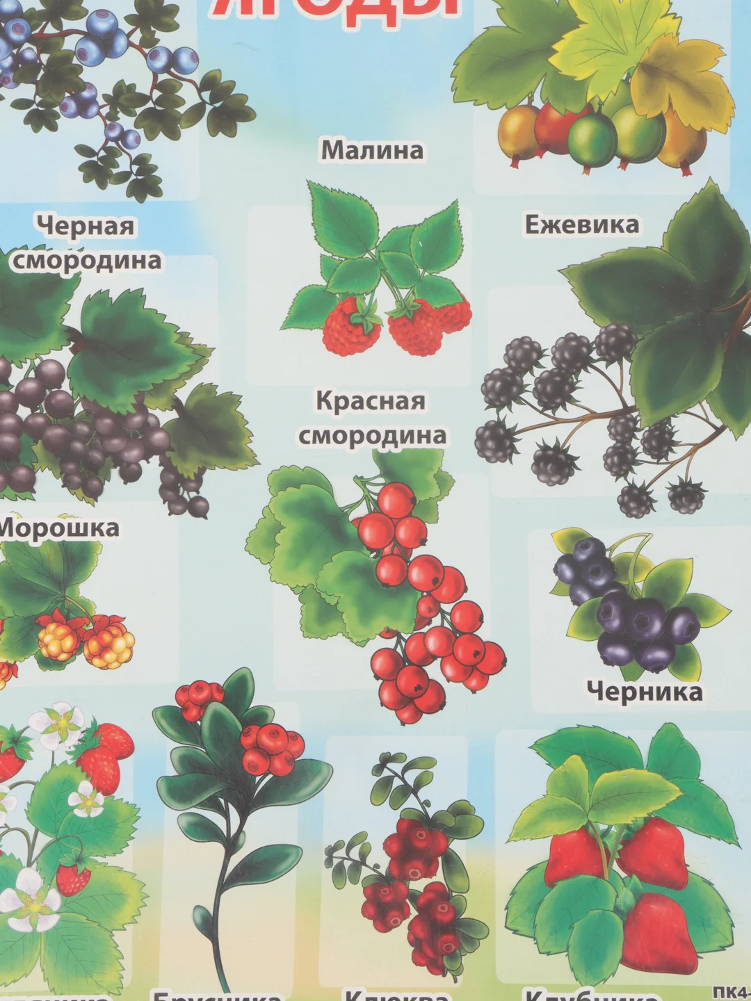 Синий плакат Мир растений. Растения деревья, кустарники, травы, ягоды. Грибы. Овощи. Фрукты