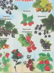 Синий плакат Мир растений. Растения деревья, кустарники, травы, ягоды. Грибы. Овощи. Фрукты
